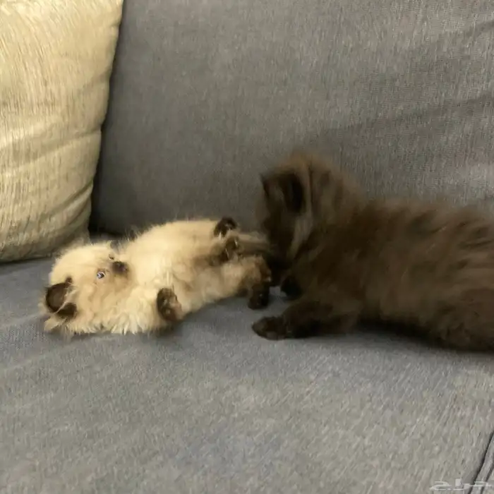 قطتين للبيع ذكر هملايا وأنثى سكوتش شيرازي 9