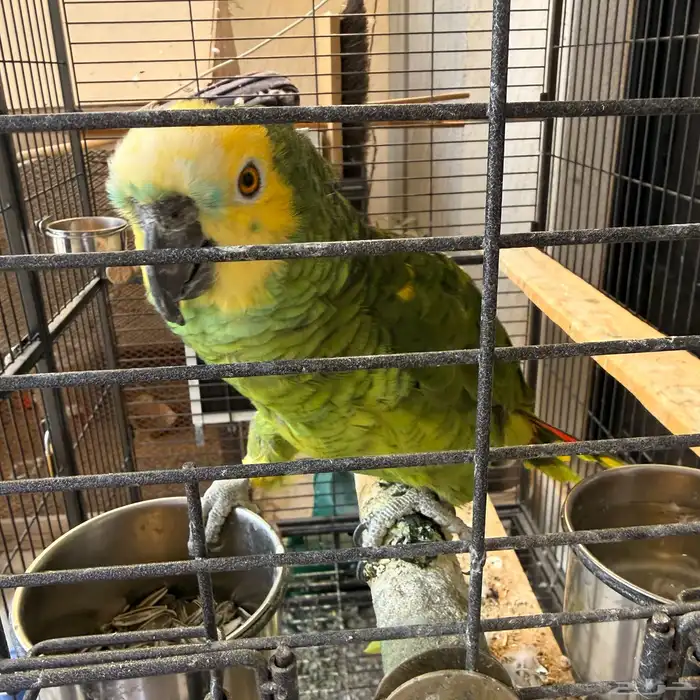 جوز بلوفرنتد أمازوني الدرجة الثالثة 3