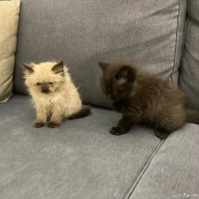 قطتين للبيع ذكر هملايا وأنثى سكوتش شيرازي 6