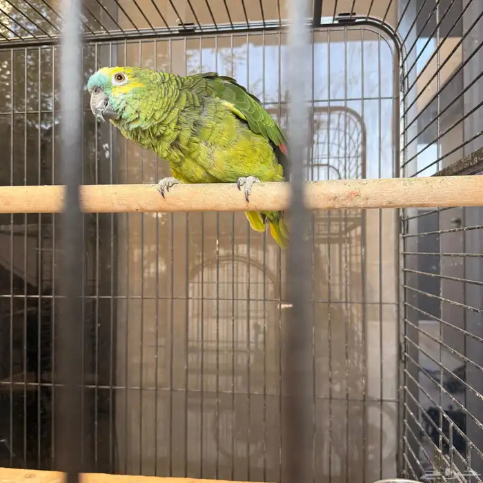 جوز بلوفرنتد أمازوني الدرجة الثالثة 1