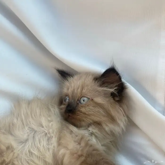 قطتين للبيع ذكر هملايا وأنثى سكوتش شيرازي 4