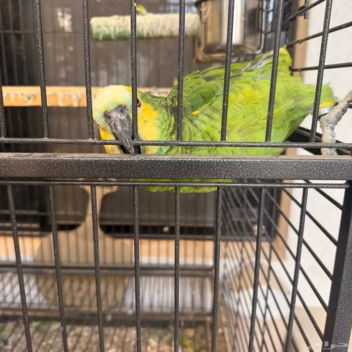 جوز بلوفرنتد أمازوني الدرجة الثالثة 2