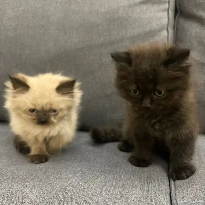 قطتين للبيع ذكر هملايا وأنثى سكوتش شيرازي 0