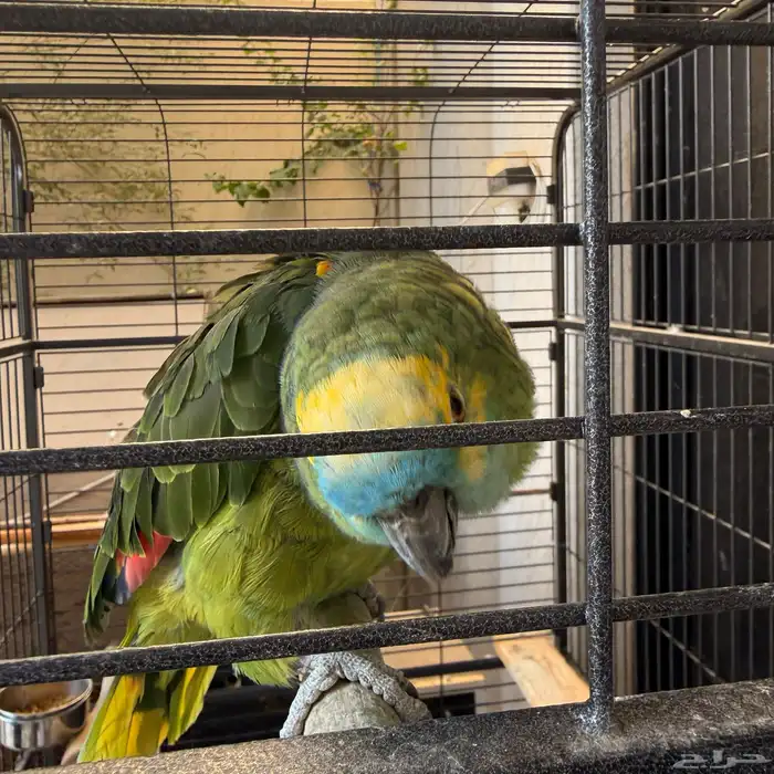 جوز بلوفرنتد أمازوني الدرجة الثالثة 0