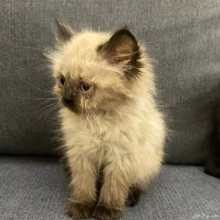 قطتين للبيع ذكر هملايا وأنثى سكوتش شيرازي 5