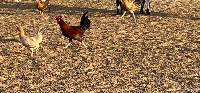 ديك بلدي العدد 4 البيع في جمله 4