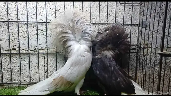 حمام زينه جاكوبين نجفي 1