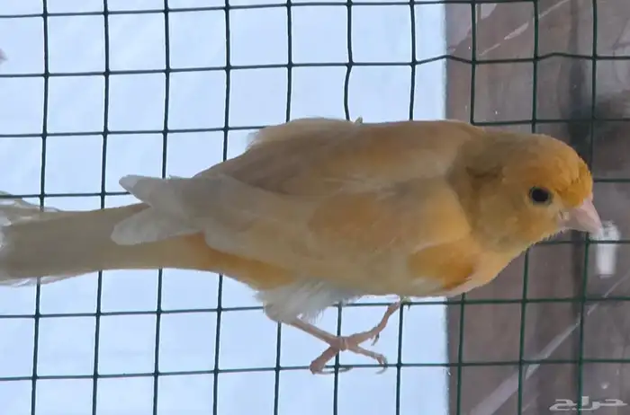 للبيع كناري سوري تغريد 1