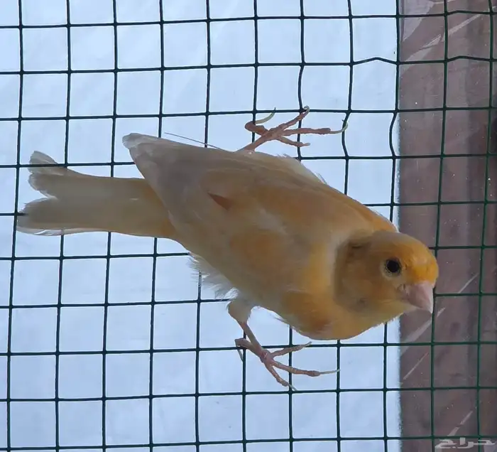 للبيع كناري سوري تغريد 0