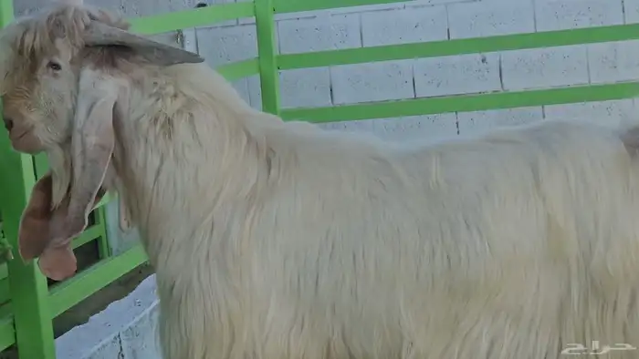 3 معزا بيض مشاريك مقاني مقرعات والله يعلم ما في الارحام 6