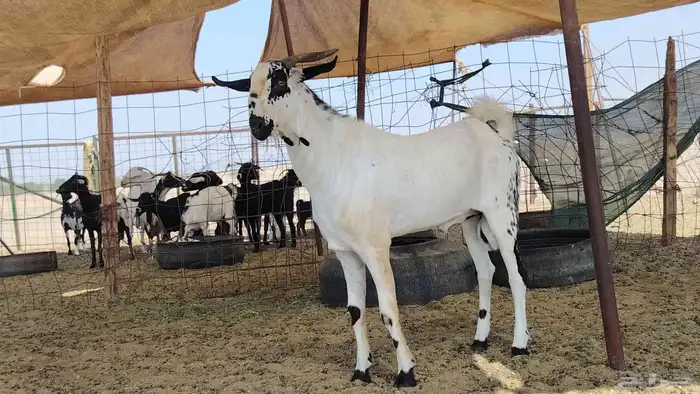 تيس بيشي كفو السن ثني 9