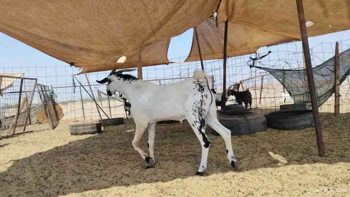 تيس بيشي كفو السن ثني 7