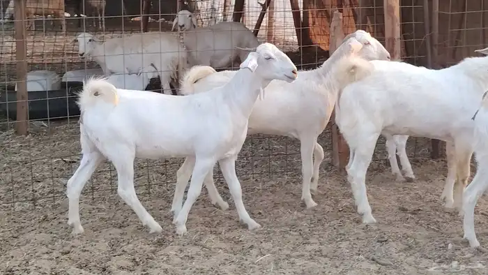 جفار بيشيه برص صنف الصنف 26 بالفحل جذعات ماعز بيشي 28