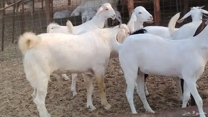 جفار بيشيه برص صنف الصنف 26 بالفحل جذعات ماعز بيشي 20