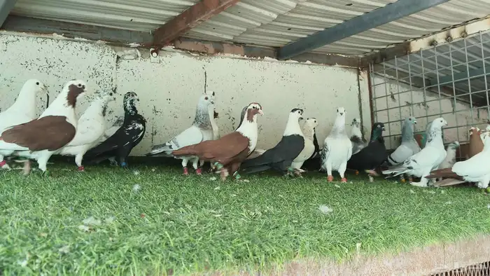 للبيع الموقع الرياض حمام شامي 7