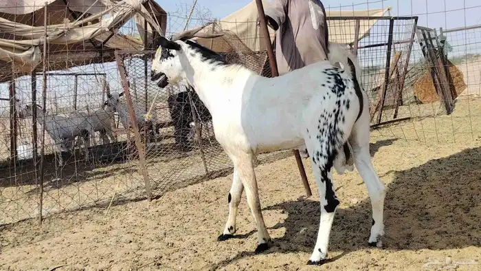 تيس بيشي كفو السن ثني 1