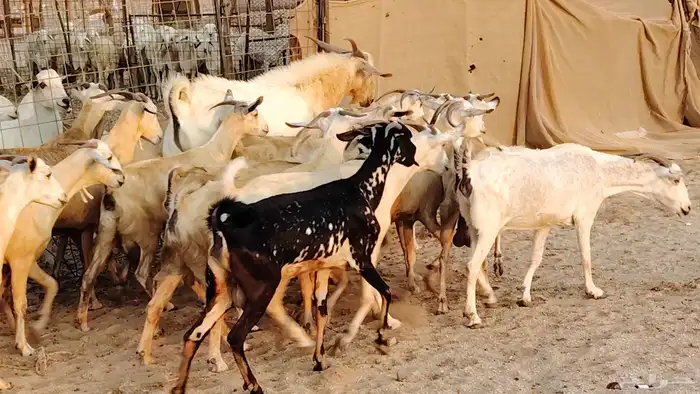 معزا بيشيات دفيع جروم دفيع 21 بالفحل صنف معزا جروم 4