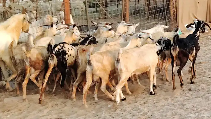 معزا بيشيات دفيع جروم دفيع 21 بالفحل صنف معزا جروم 15