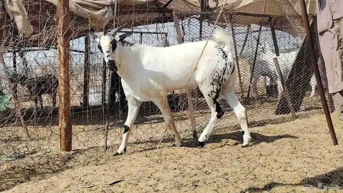 تيس بيشي كفو السن ثني 3