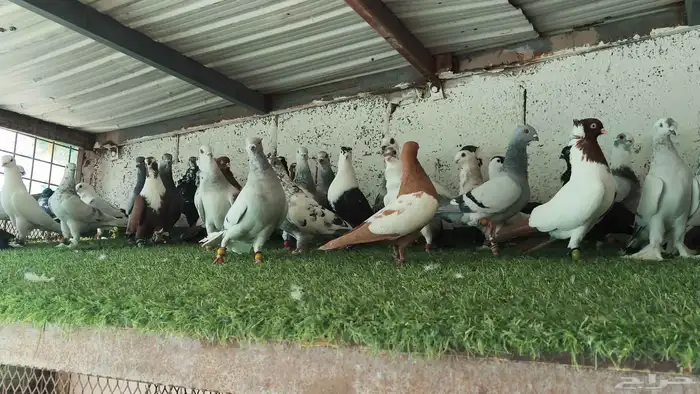 للبيع الموقع الرياض حمام شامي 9