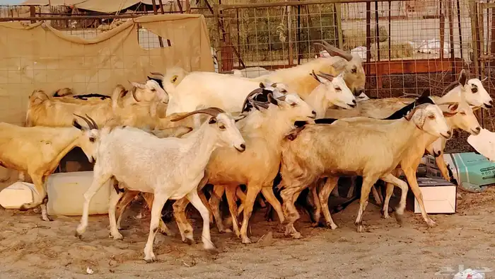 معزا بيشيات دفيع جروم دفيع 21 بالفحل صنف معزا جروم 7