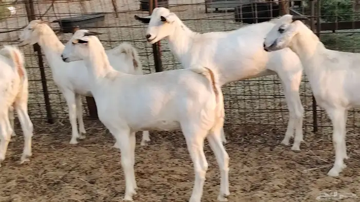 جفار بيشيه برص صنف الصنف 26 بالفحل جذعات ماعز بيشي 10