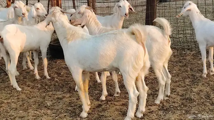 جفار بيشيه برص صنف الصنف 26 بالفحل جذعات ماعز بيشي 7