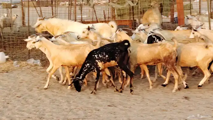 معزا بيشيات دفيع جروم دفيع 21 بالفحل صنف معزا جروم 12