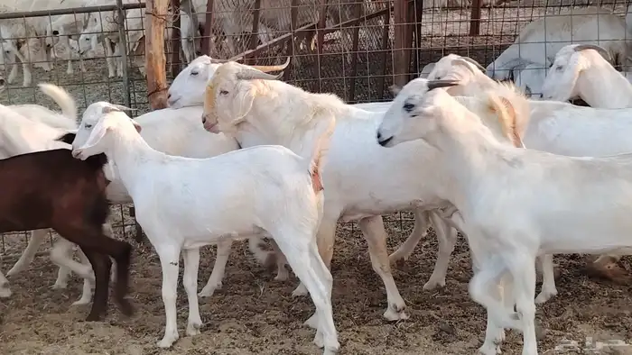 جفار بيشيه برص صنف الصنف 26 بالفحل جذعات ماعز بيشي 19