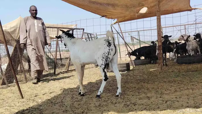 تيس بيشي كفو السن ثني 4