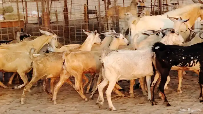 معزا بيشيات دفيع جروم دفيع 21 بالفحل صنف معزا جروم 20