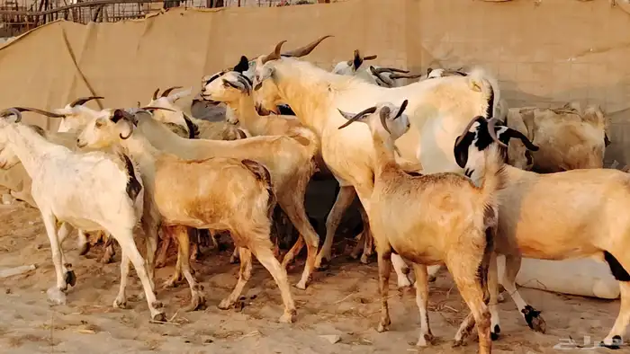 معزا بيشيات دفيع جروم دفيع 21 بالفحل صنف معزا جروم 24