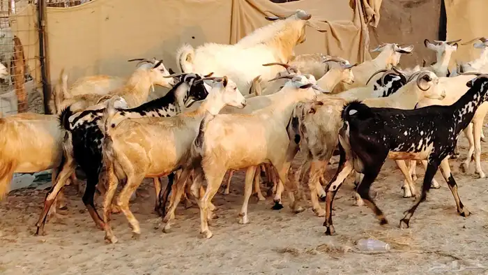 معزا بيشيات دفيع جروم دفيع 21 بالفحل صنف معزا جروم 18