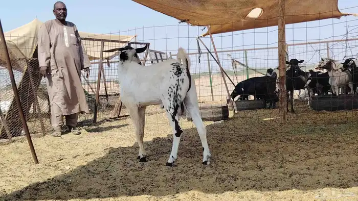 تيس بيشي كفو السن ثني 5