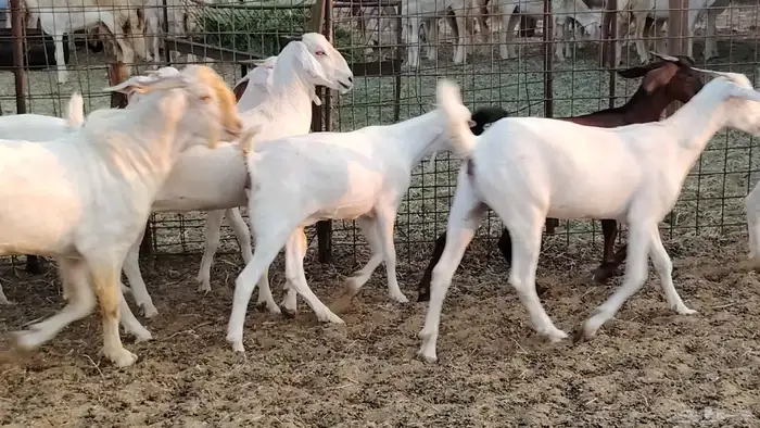 جفار بيشيه برص صنف الصنف 26 بالفحل جذعات ماعز بيشي 14