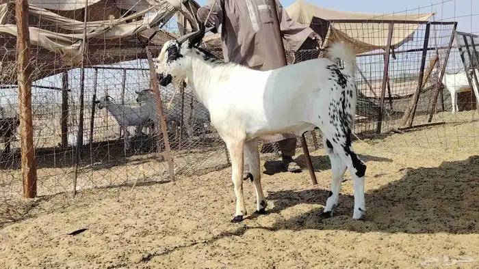 تيس بيشي كفو السن ثني 6