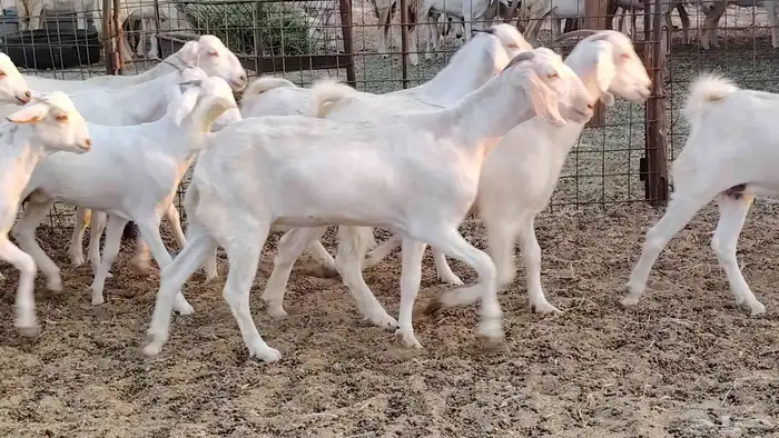 جفار بيشيه برص صنف الصنف 26 بالفحل جذعات ماعز بيشي 2