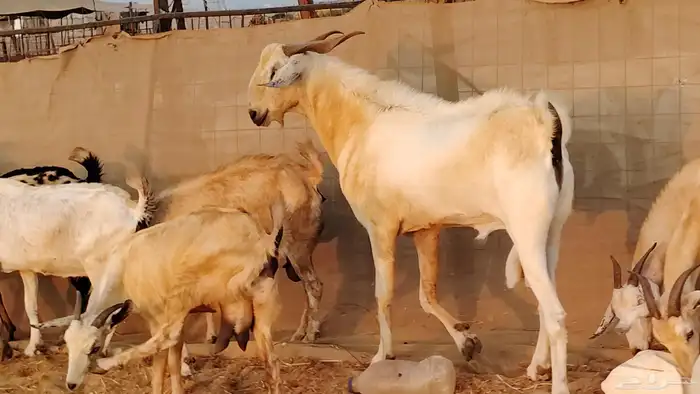 معزا بيشيات دفيع جروم دفيع 21 بالفحل صنف معزا جروم 6