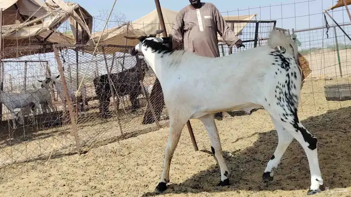 تيس بيشي كفو السن ثني 8