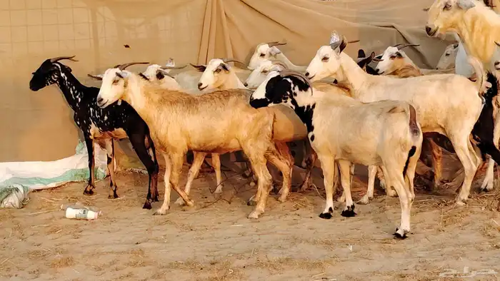 معزا بيشيات دفيع جروم دفيع 21 بالفحل صنف معزا جروم 19