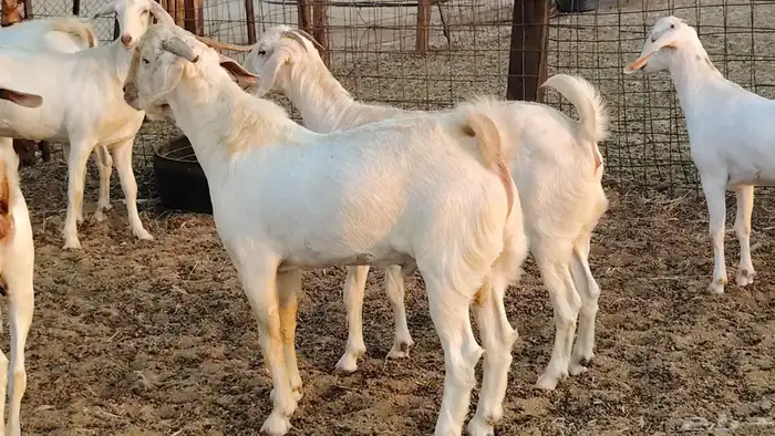 جفار بيشيه برص صنف الصنف 26 بالفحل جذعات ماعز بيشي 0