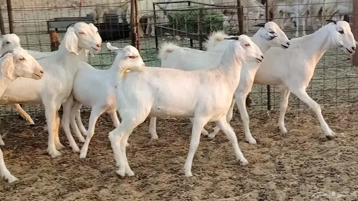 جفار بيشيه برص صنف الصنف 26 بالفحل جذعات ماعز بيشي 35