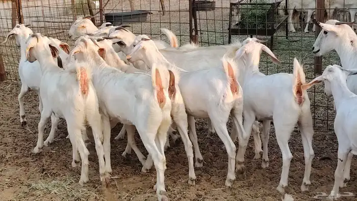 جفار بيشيه برص صنف الصنف 26 بالفحل جذعات ماعز بيشي 38