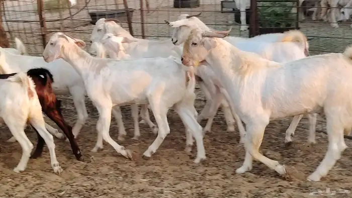 جفار بيشيه برص صنف الصنف 26 بالفحل جذعات ماعز بيشي 17