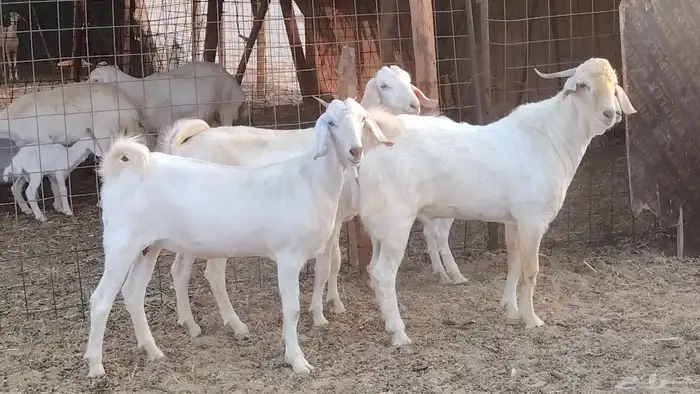 جفار بيشيه برص صنف الصنف 26 بالفحل جذعات ماعز بيشي 9