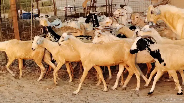 معزا بيشيات دفيع جروم دفيع 21 بالفحل صنف معزا جروم 2