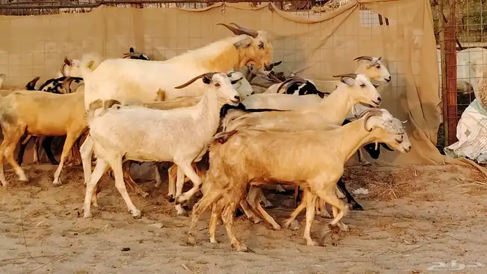 معزا بيشيات دفيع جروم دفيع 21 بالفحل صنف معزا جروم 22