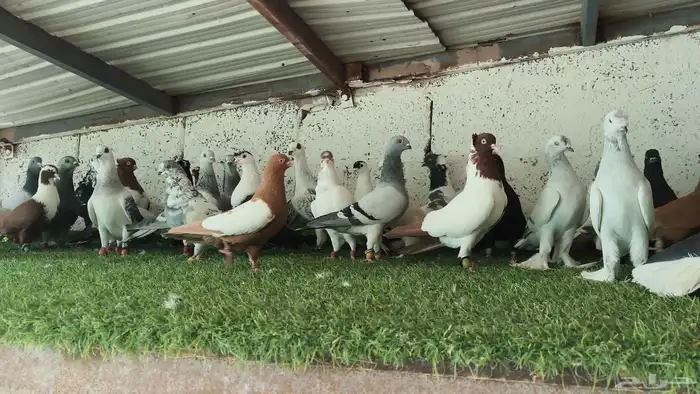 للبيع الموقع الرياض حمام شامي 6