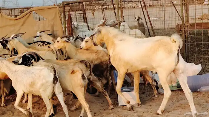 معزا بيشيات دفيع جروم دفيع 21 بالفحل صنف معزا جروم 9