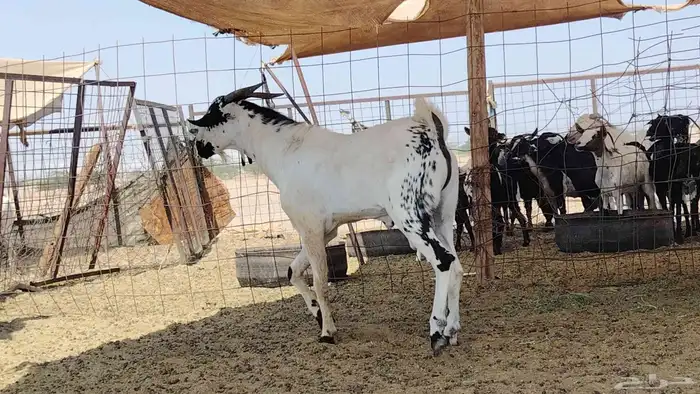 تيس بيشي كفو السن ثني 2